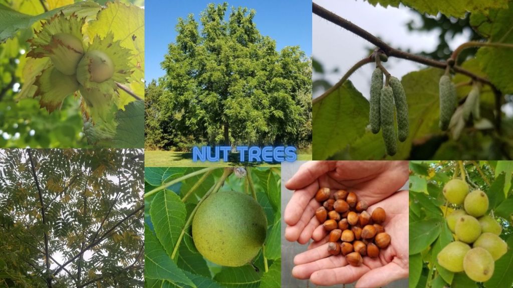 nut trees